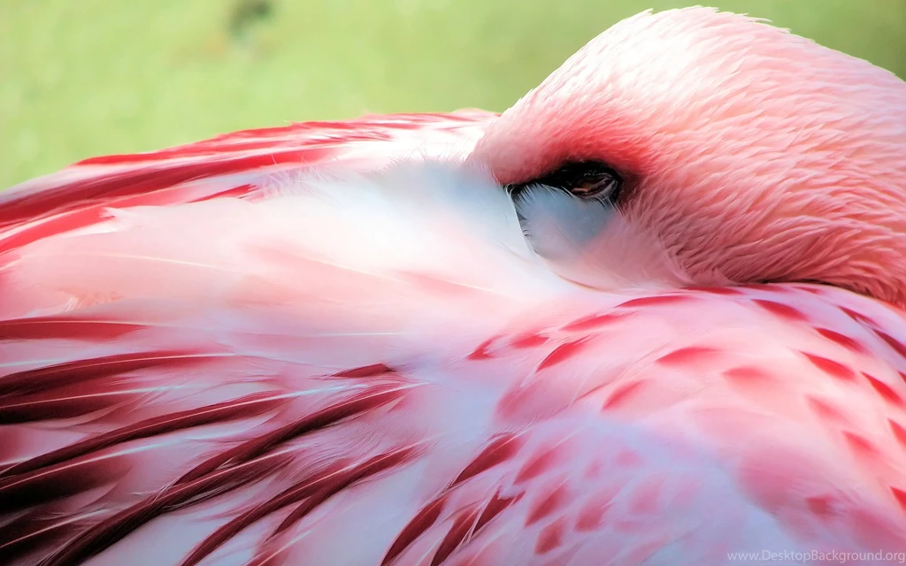 139 Flamingo HD Wallpapers