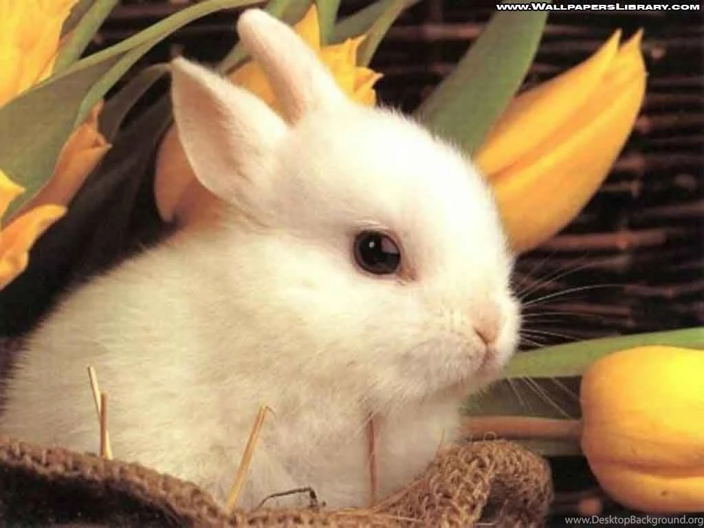 HD Desktop Wallpaper: Rabbit Wallpapers