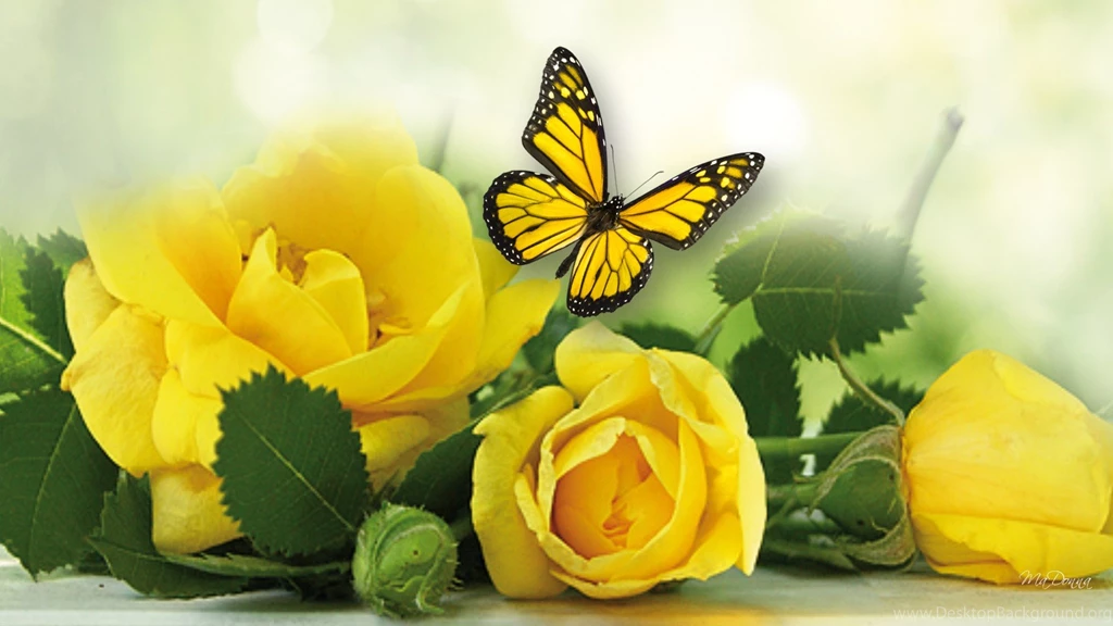 5351) Yellow Rose Wallpapers Design Attachment WalOps.com