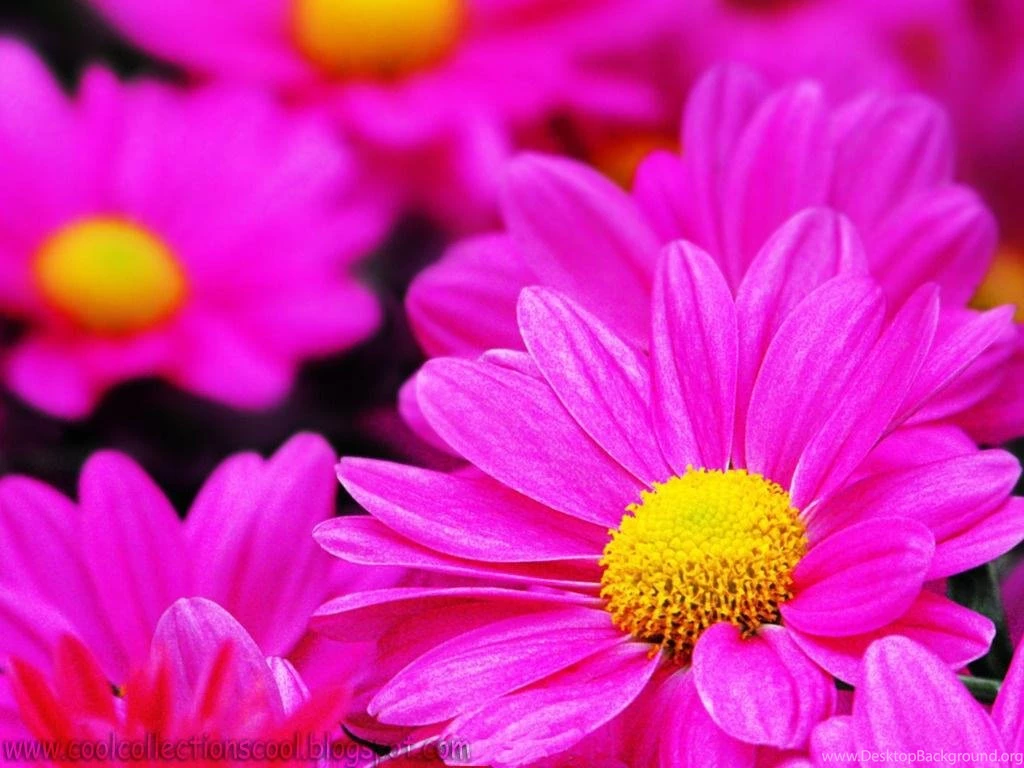 Flower Desktop Free Download