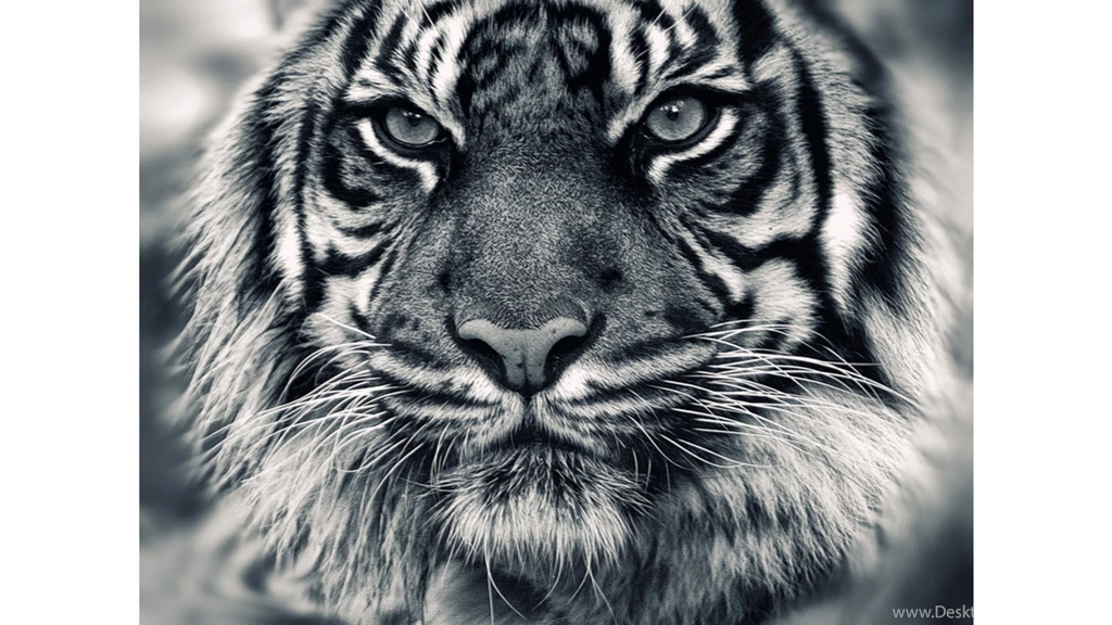 Black And White Siberian Tiger 4K Wallpapers