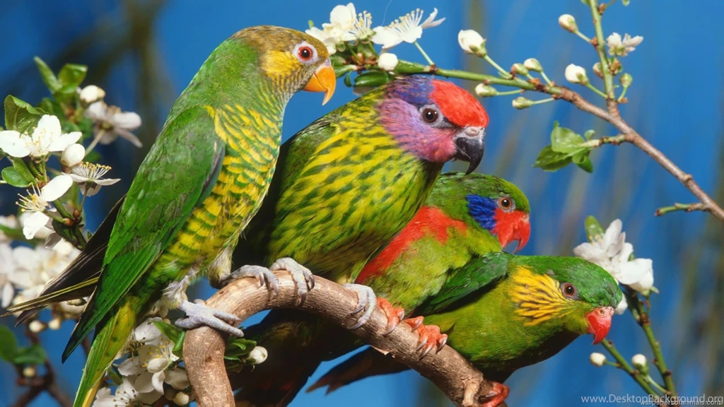 Download Beautifull Colour Parrots Wallpapers