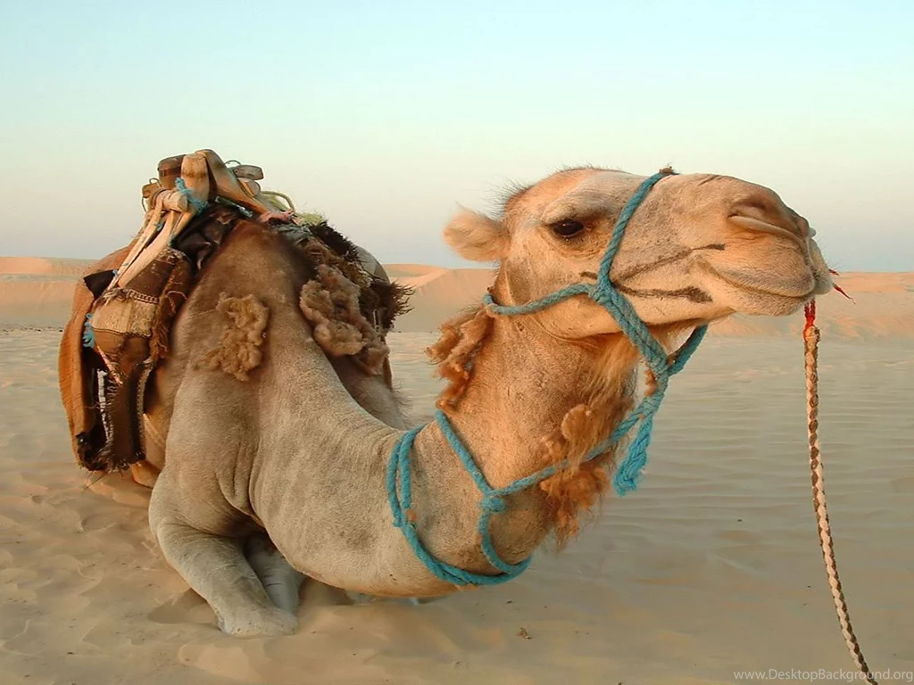 Camel Wallpapers Sahara Camels Animal Wallpapers