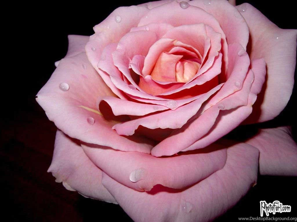 Pink Rose Backgrounds Wallpapers Cave