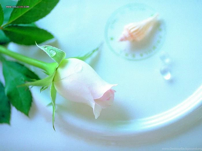 Light Pink Rose, Dreamy Color 18 Wallcoo.net