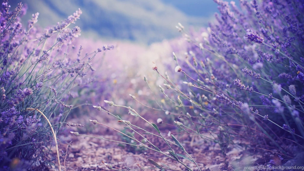 Lavender HD Wallpapers