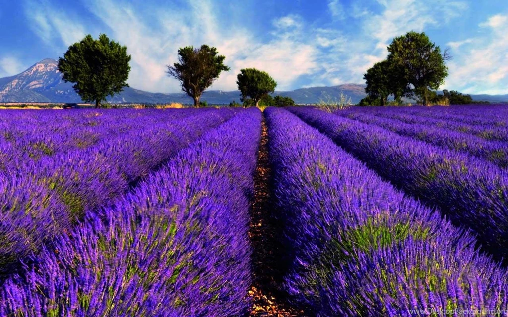 Lavender Wallpapers Android Apps On Google Play