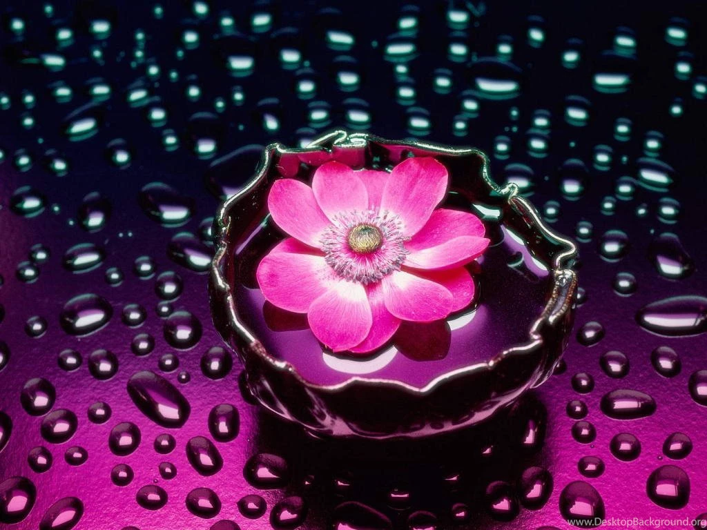 Beautiful Water Flower Wallpapers