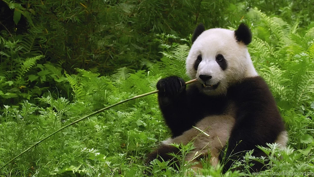 Pictures Of Nature And Animals Wallpapers High Definition