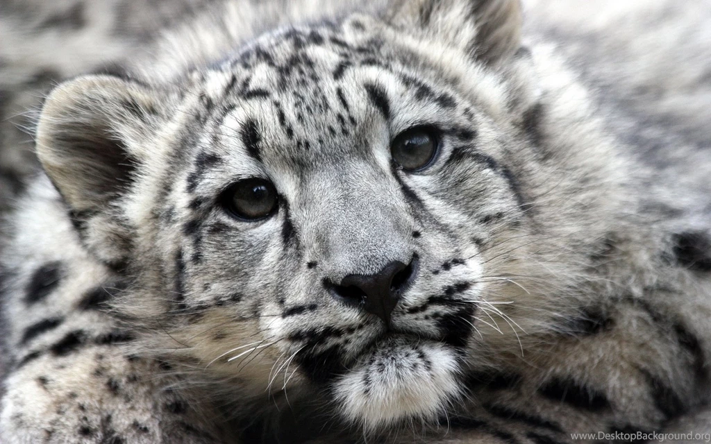 Pins For: Snow Leopard Animal Wallpapers From Pinterest