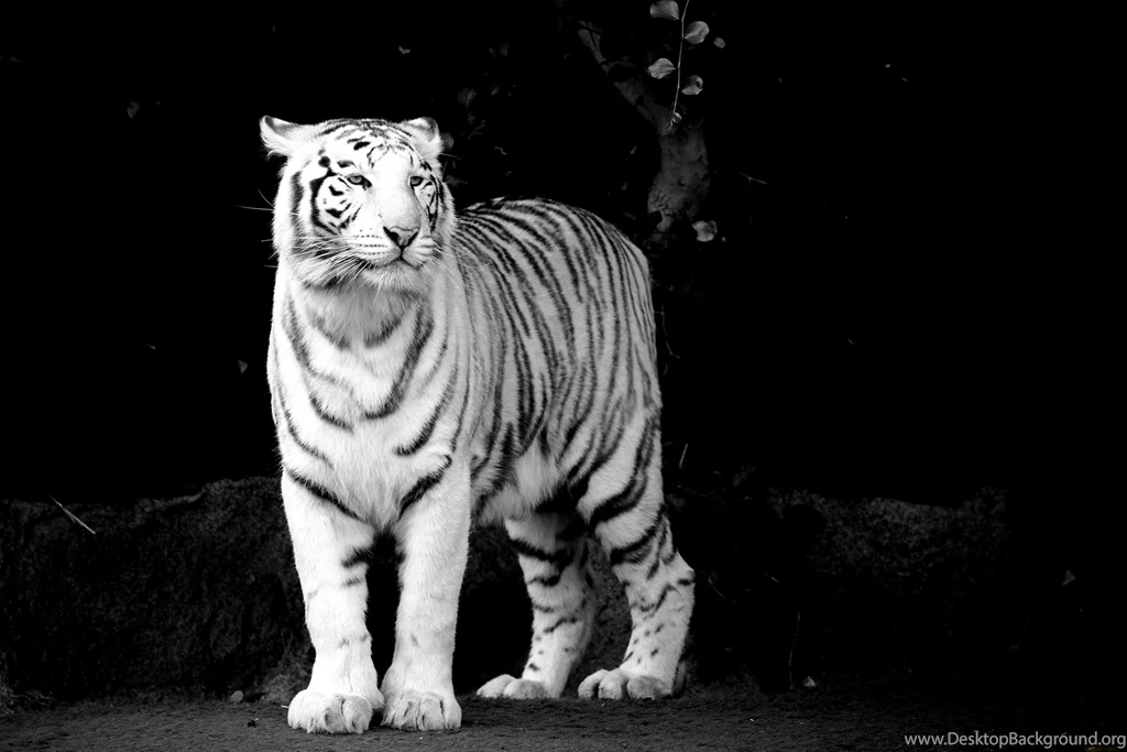 Black And White Tiger Wallpapers Desktop : Animal Wallpapers ...