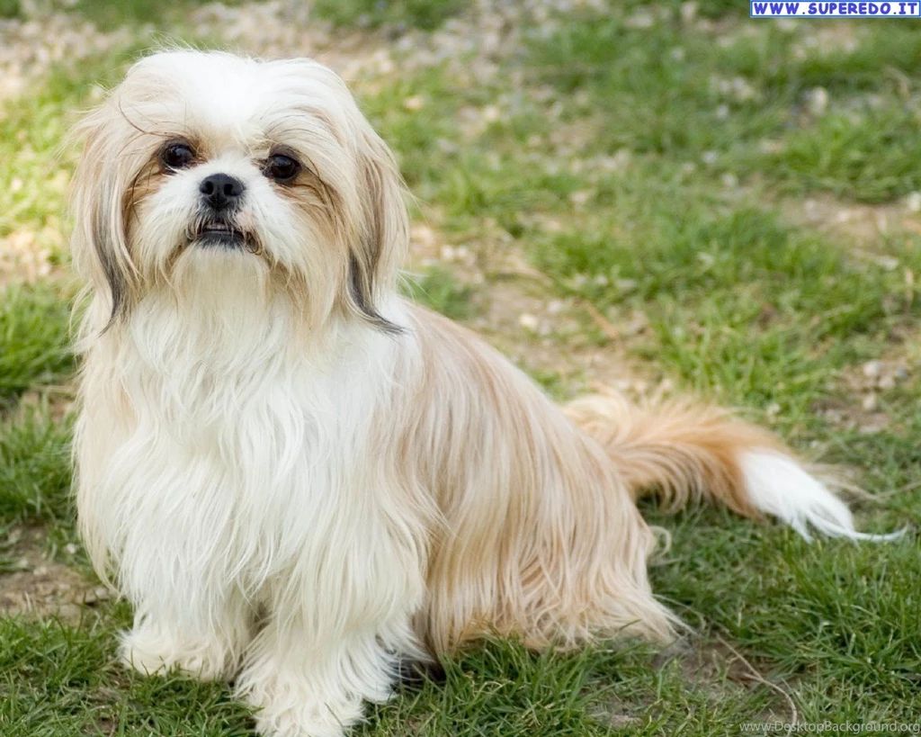 Dog Shih Tzu Hd Images 3 HD Wallpapers Desktop Background