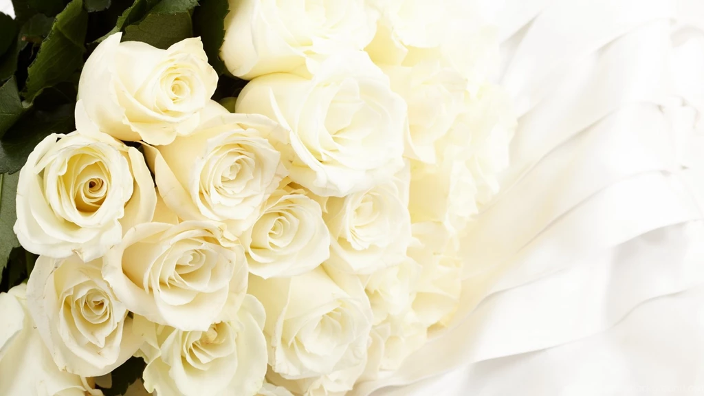 High Resolution Lovely Flower White Rose Desktop Wallpapers Hd 5