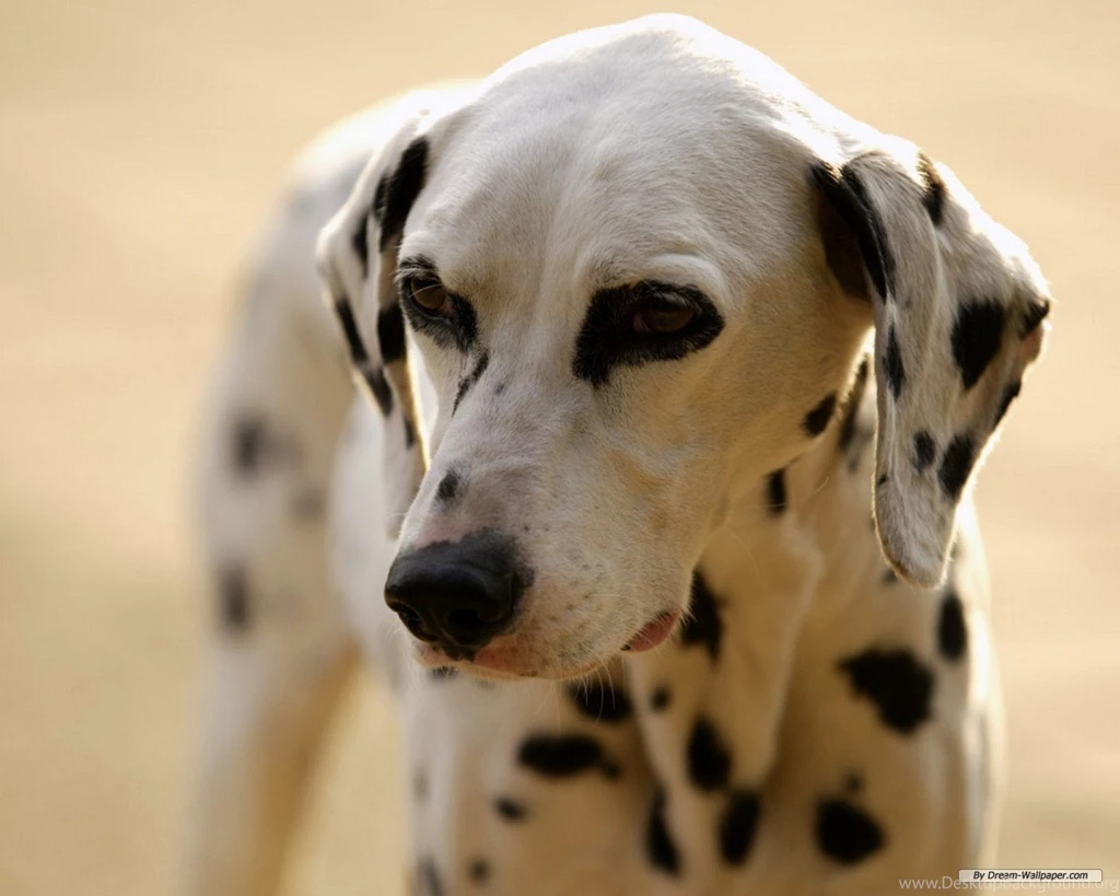 Free Wallpapers Free Animal Wallpapers Dalmatian Wallpapers ...
