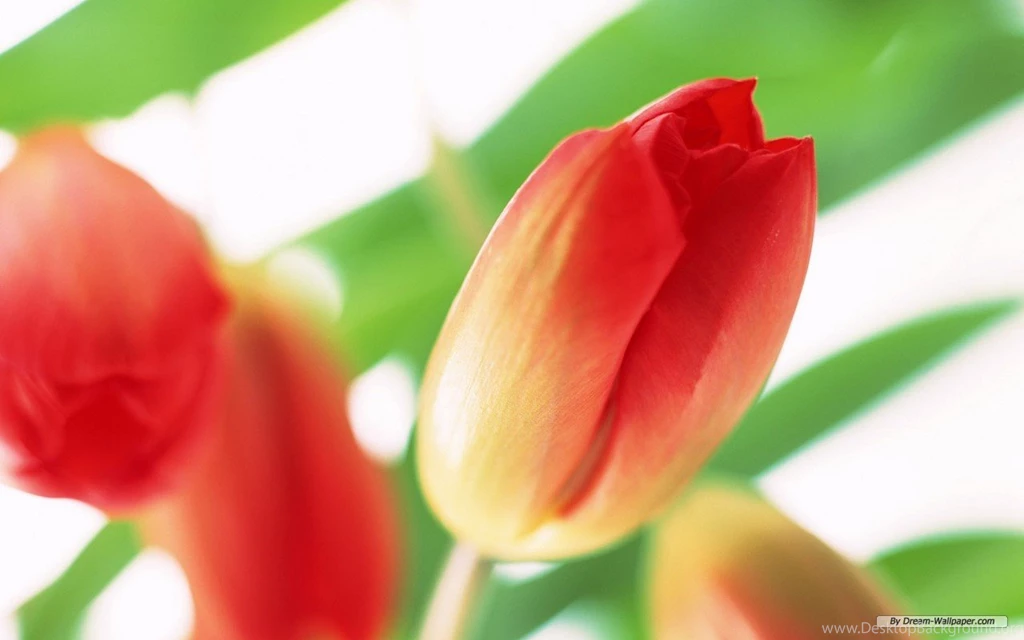 Free Wallpapers Free Flower Wallpapers Tulip 02 Wallpapers ...
