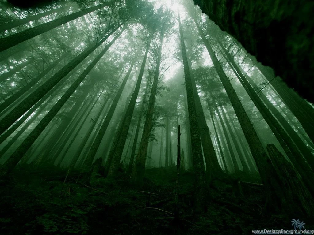 Dark Forest Wallpapers Hd Wallpapers Desktop Background