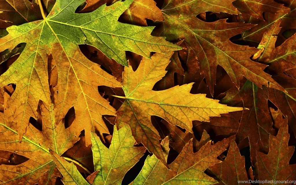Fallen Autumn Leaves Desktop Wallpaper Backgrounds Desktop ...