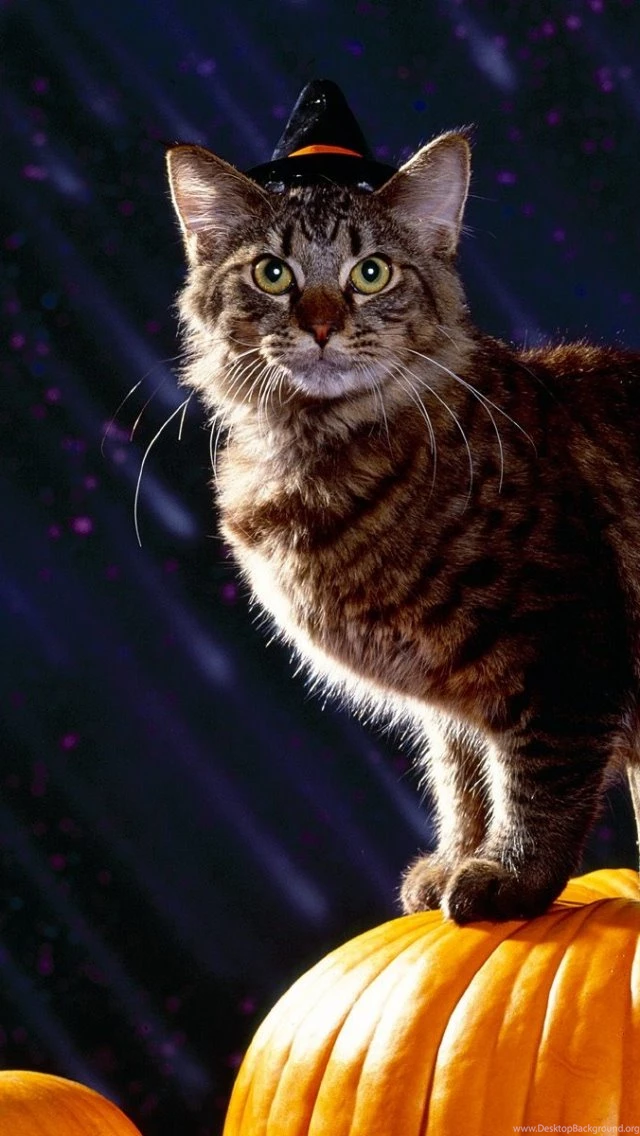 Download Wallpapers 640x1136 Cat Halloween Fluffy Pumpkin Iphone Desktop Background