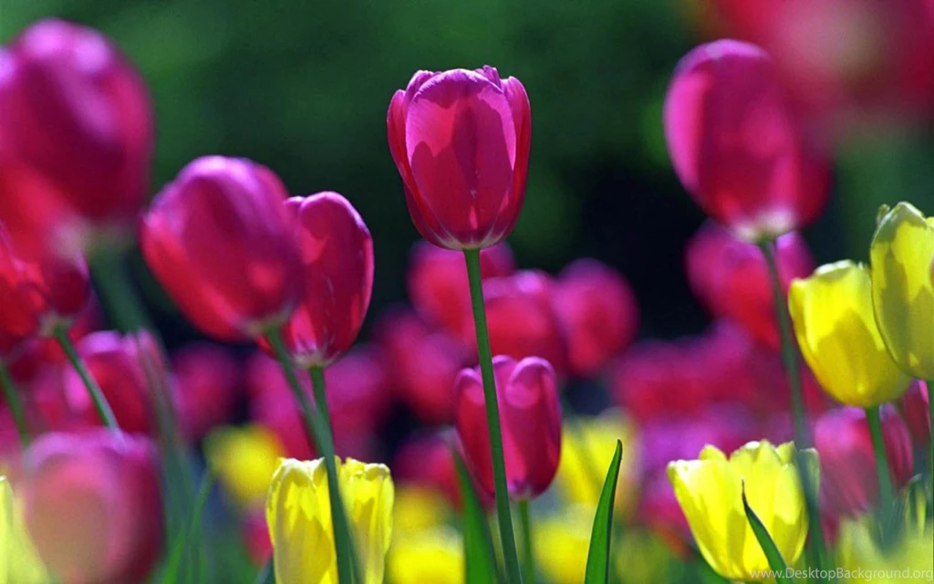 Images Of Spring Flowers And Wallpapers Download