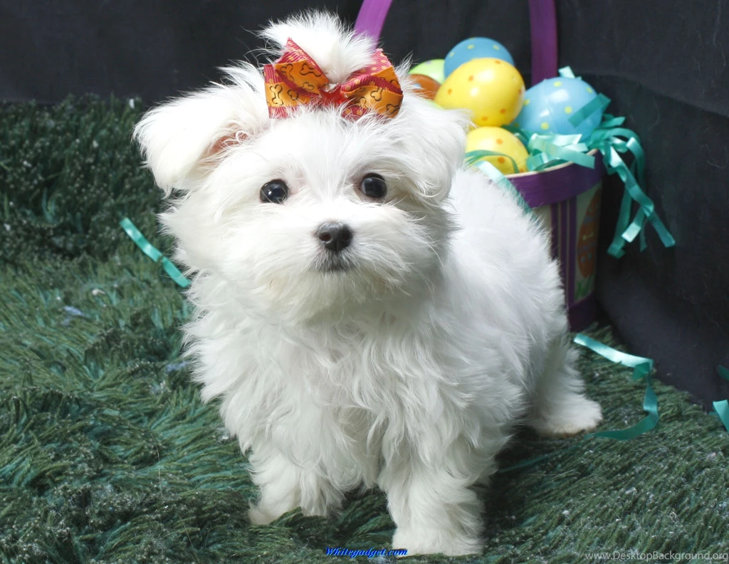 90461d1324613636 maltese dogs maltese dogs wallpapers.jpg