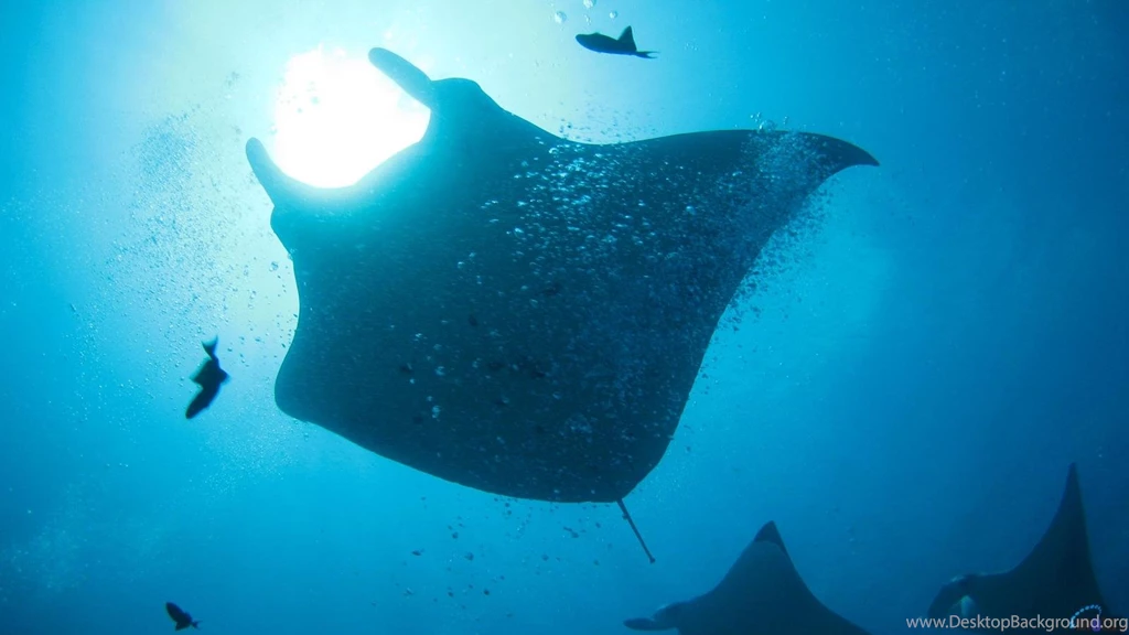Download Wallpapers Manta Ray (Manta Birostris) (1600 X 900 ...