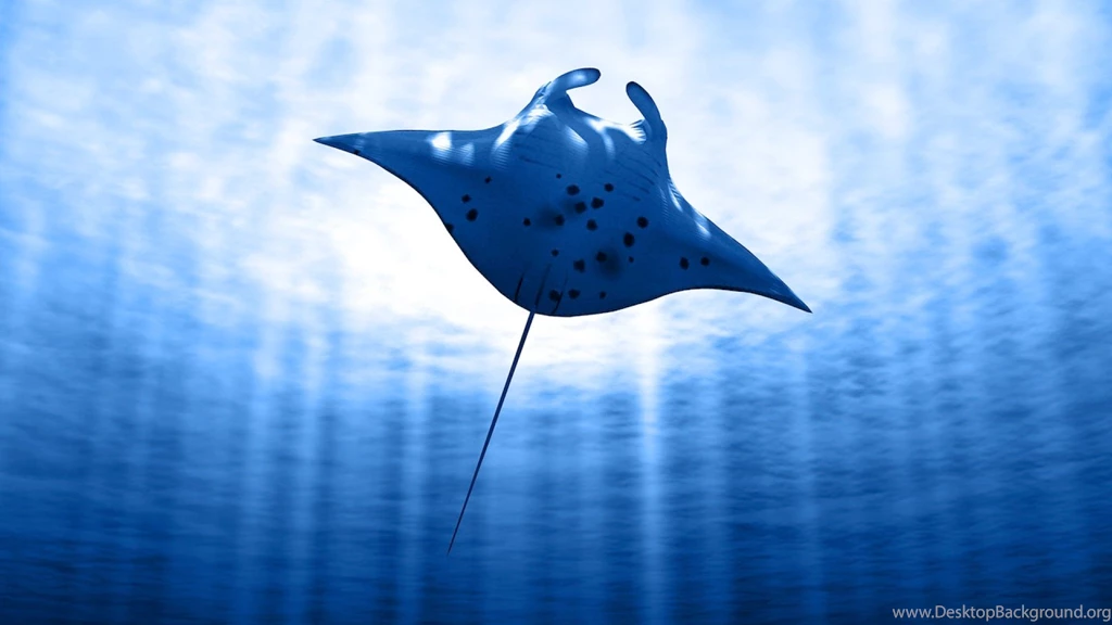 Manta Ray Conservation MantaWatch