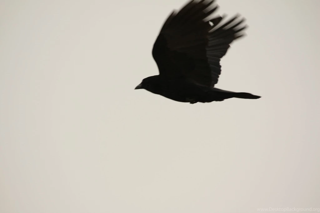 Crow High Quality Wallpapers