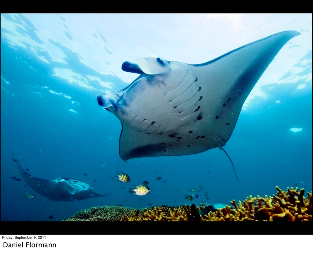 Manta Ray Bay Resort » Manta