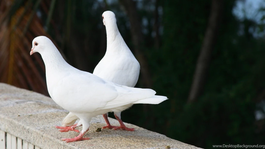 12 Lovely HD Dove Bird Wallpapers HDWallSource.com