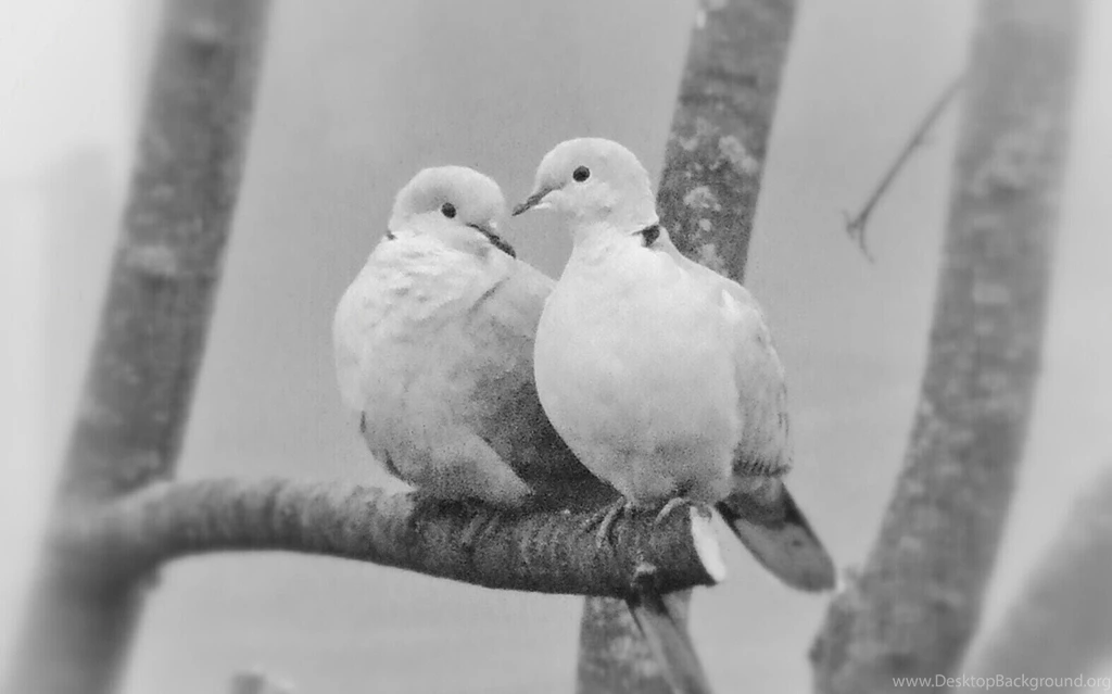 Love Doves White Birds Dove Bird Birds Best Wallpapers ~ Birds For ...