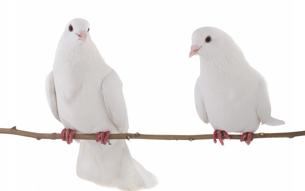 Doves White Couple Branch Feather Dove Bird Pasari Birds Wallpapers ...