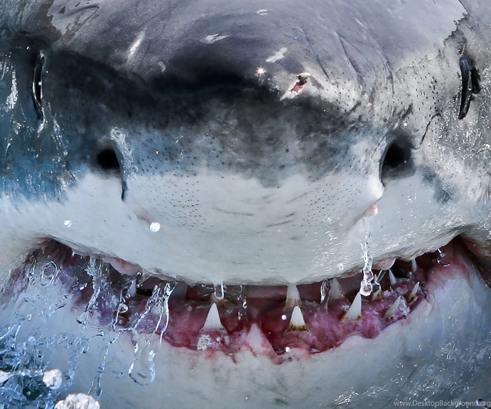 Great White Shark Galaxy S2 Wallpapers (960x800)