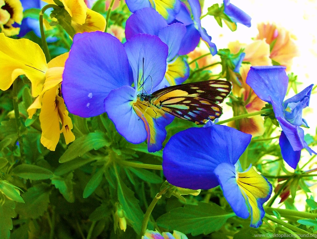 Pretty Pansies Wallpapers