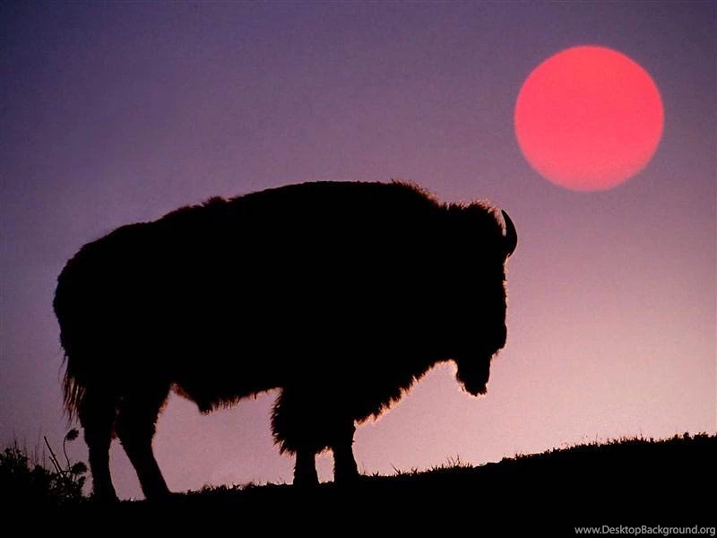 Bison Wallpapers Animals Town