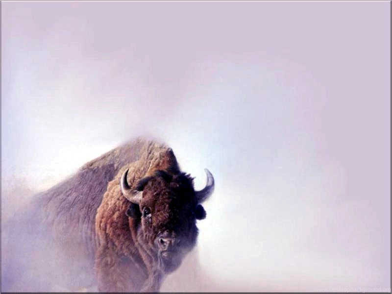 Quotes About Bison. QuotesGram