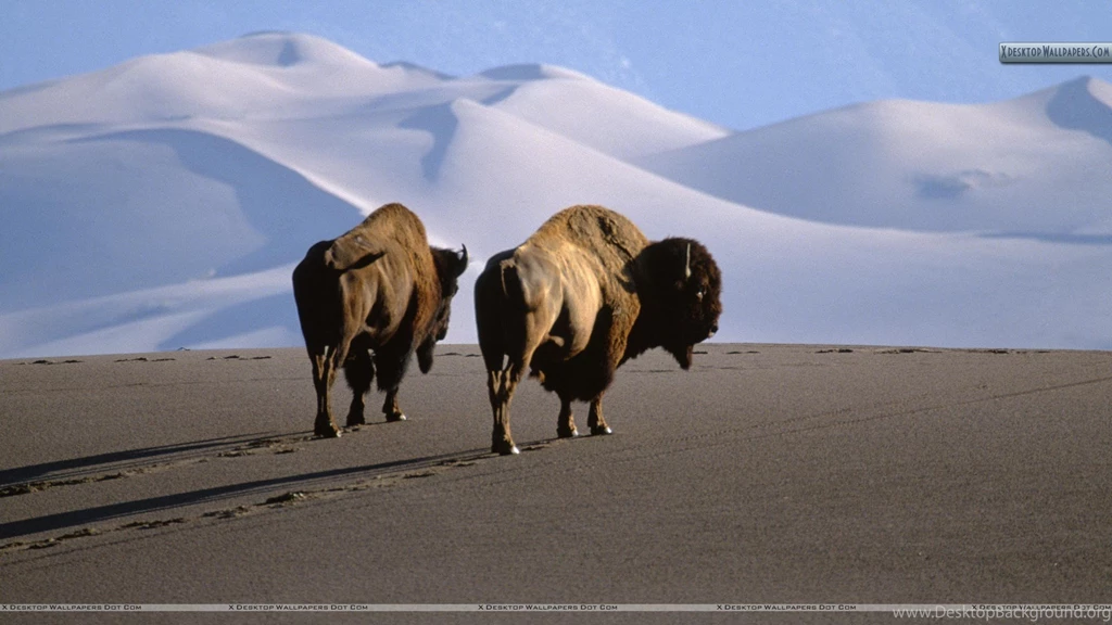 Bison, Medano Zapata Ranch, The Nature Conservatory Preserve Wallpapers