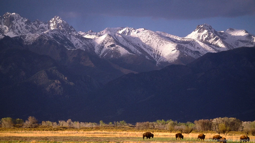 Wallpapers Anime Group Of Bison Grazing Sangre De Cristo Range ...