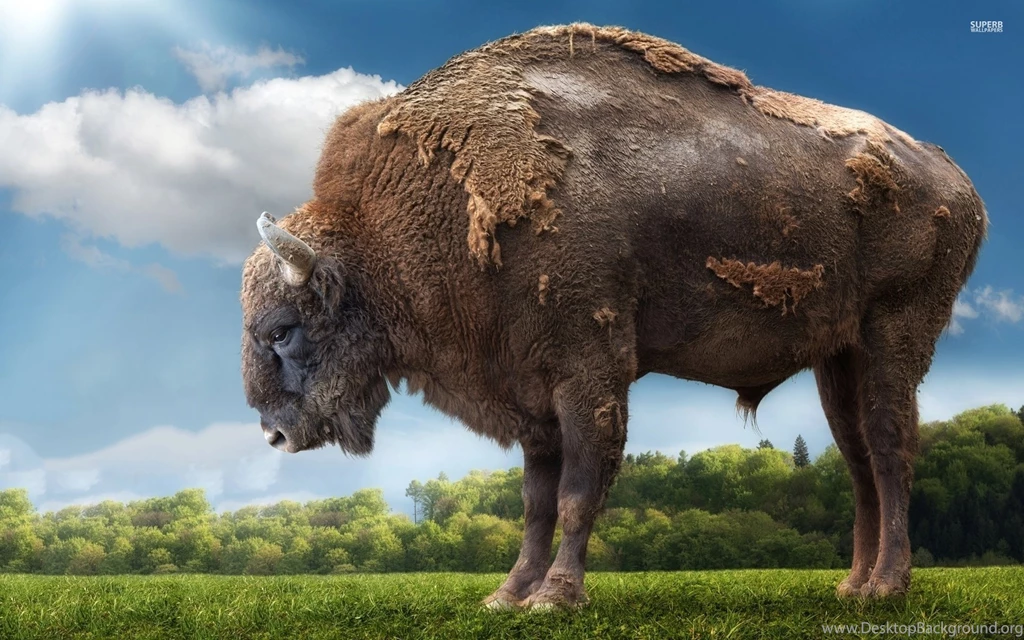 Giant Bison Wallpapers 1920x1200 ImgMob