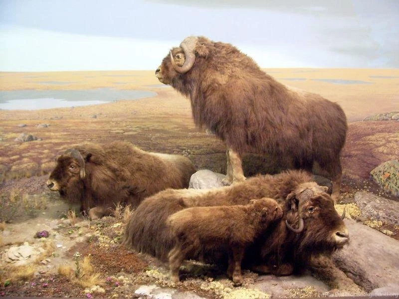 Buffalo Bison (