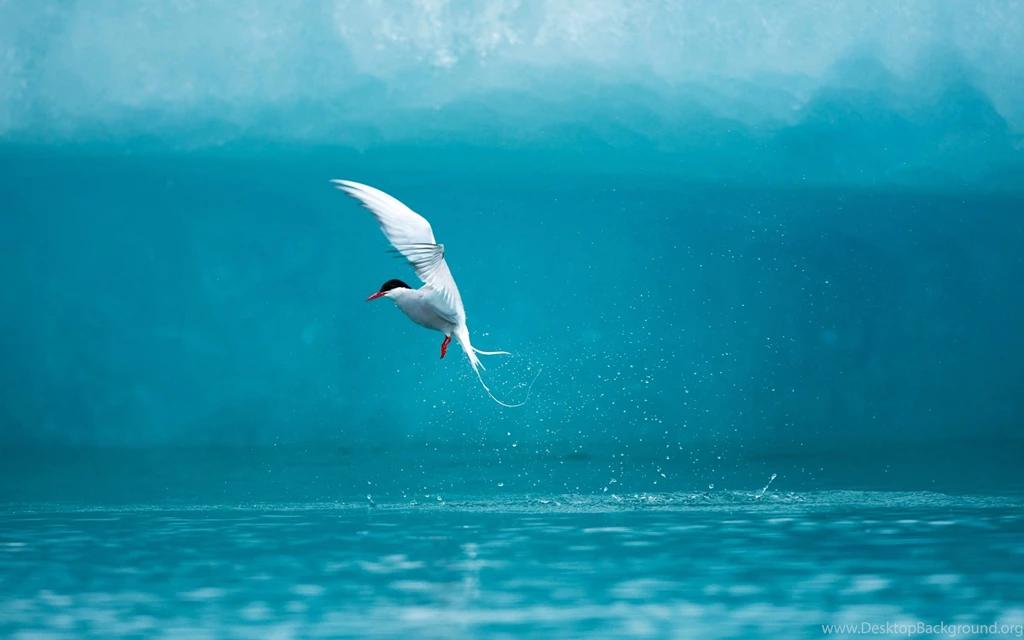 Flying Bird Wallpapers
