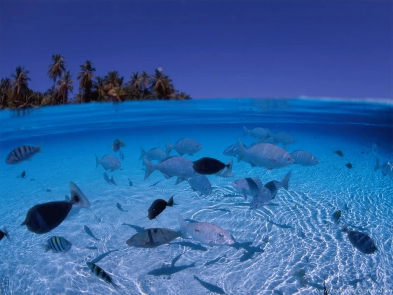 Wallpapers Natural Pictur Beach X Beautiful Hd Picture 800x600 ...