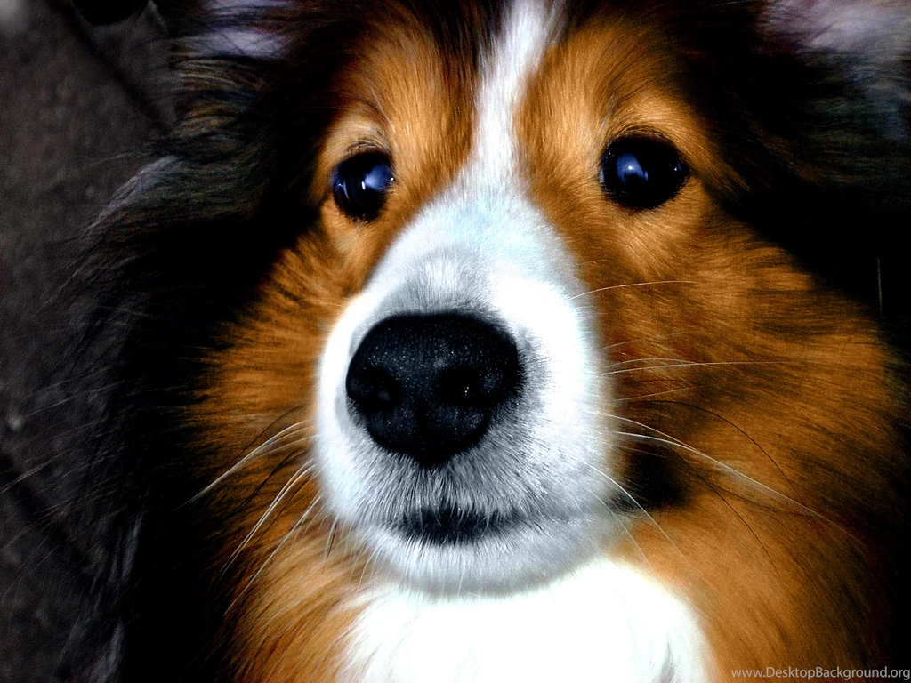 Portrait Of A Cute Breed Dog Sheltie Wallpapers And Images ...