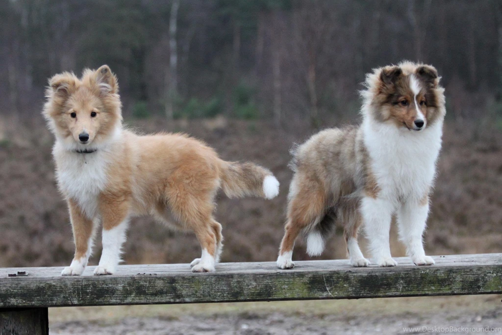 Two Sheltie Puppy On A Wooden Bench Wallpapers And Images ...