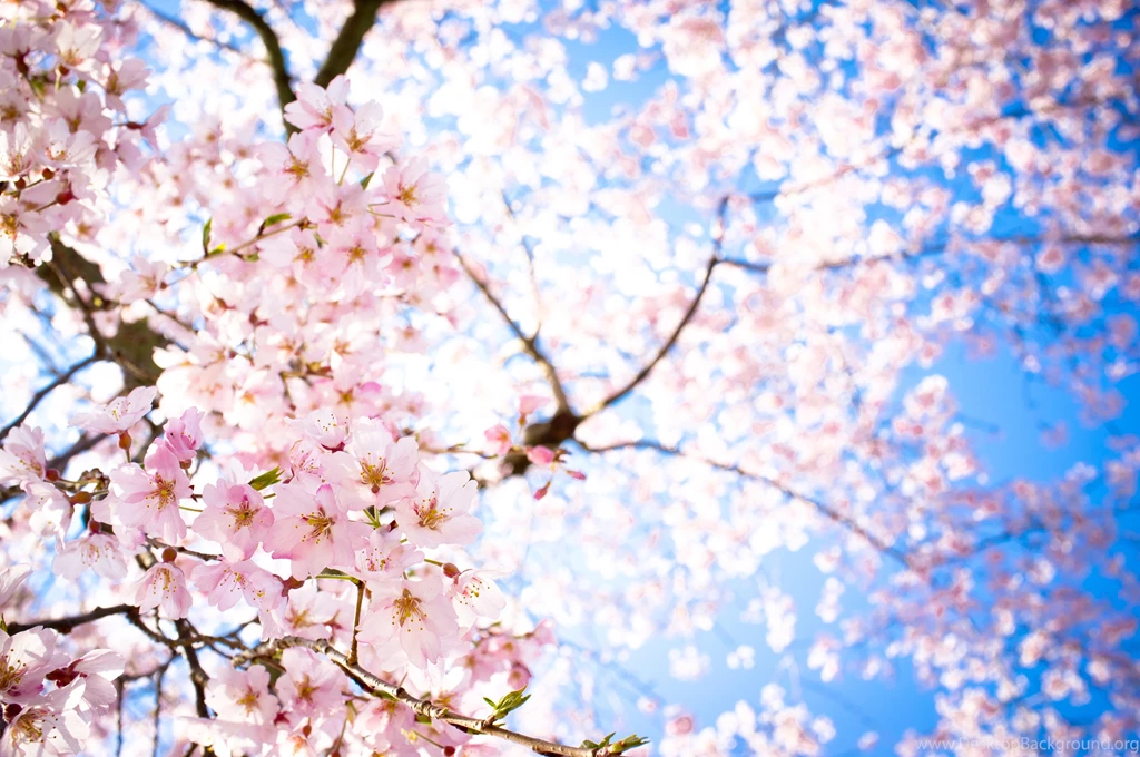 Sakura Wallpapers Collection (30+)