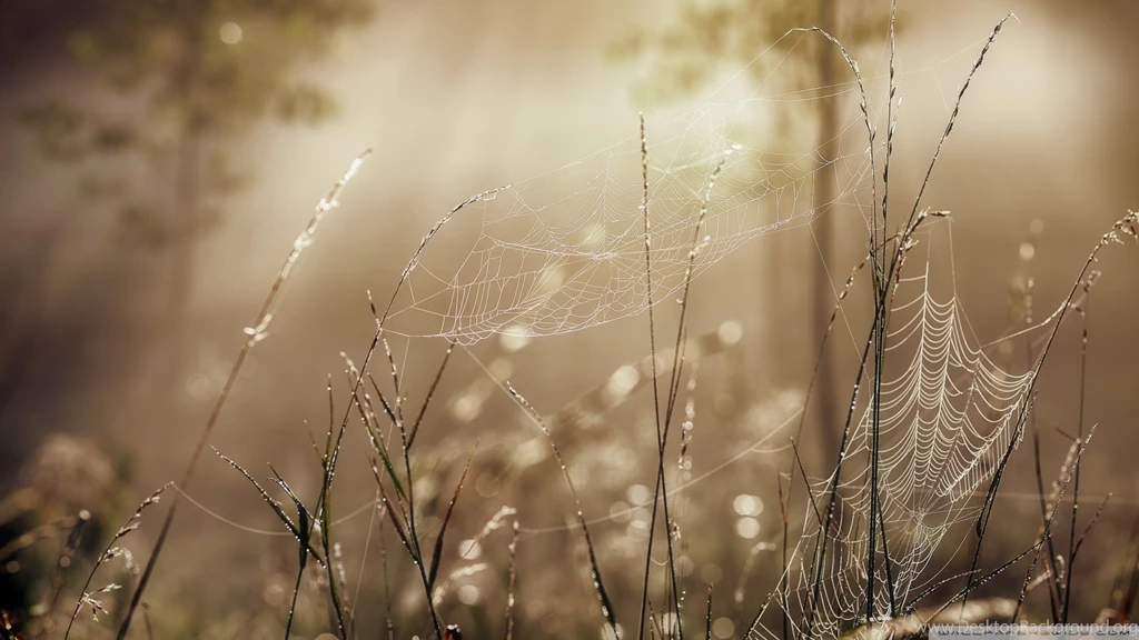 Download The Golden Hour Wallpapers 1920x1080