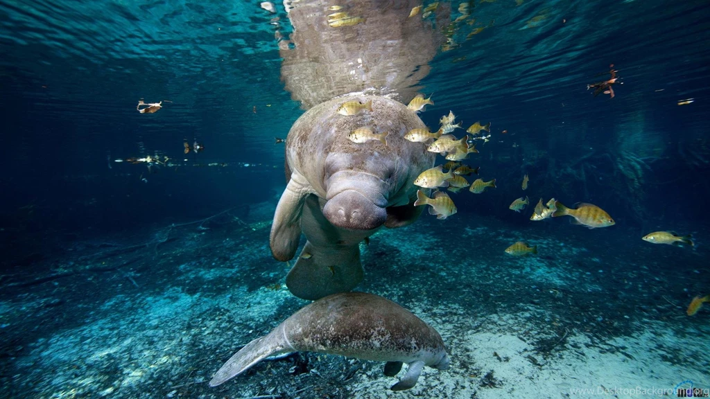 Download Wallpapers American Manatee And His Cub (1920 X 1080 HDTV ...