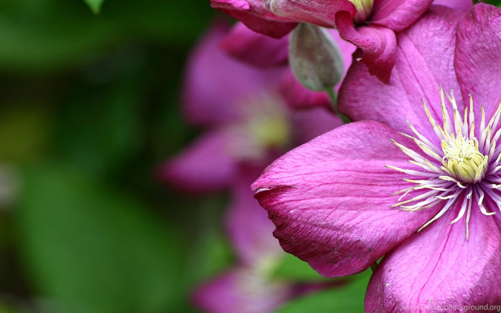 58 Wallpapers, Screen, Savers, Flowers, Purple, Screensavers ...