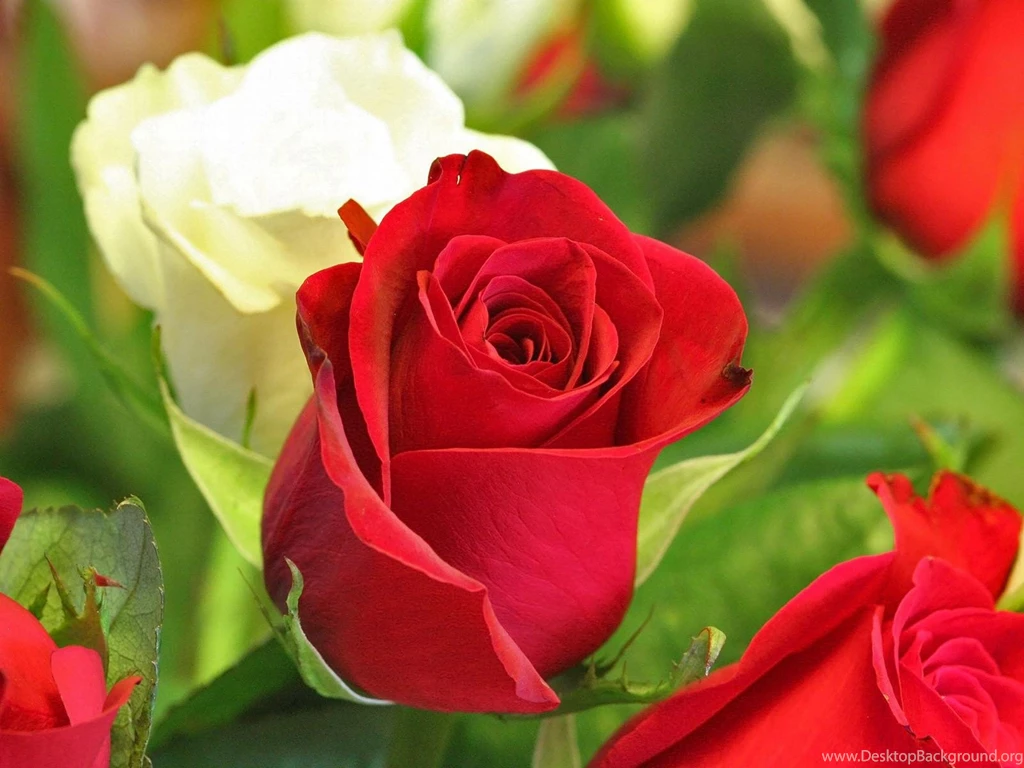 Flower Images Rose And Wallpapers Download