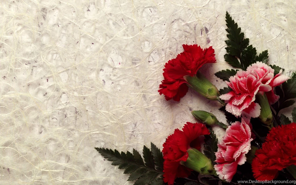 Beautiful Flowers Wallpapers