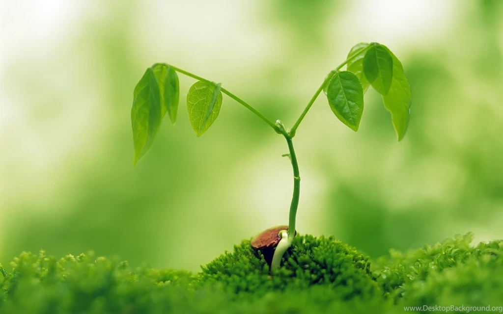 Green Plant Macro Wallpapers High Definition